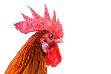 Close up bantam chicken isolated on white background