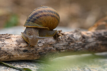 Close up of a common brown garden snail 1