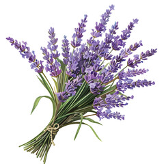 Lavender Bouquet Clipart clipart isolated on white background