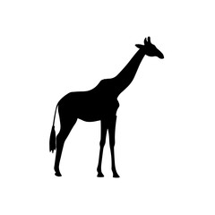 Simple giraffe  isolated black icon