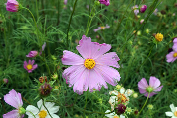 Obraz premium pink flowers in the grass