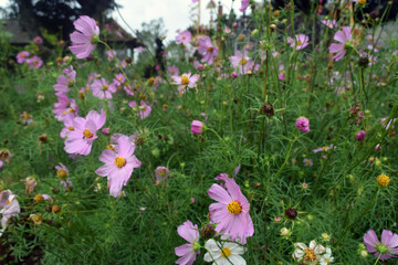 Obraz premium spring flowers in the garden