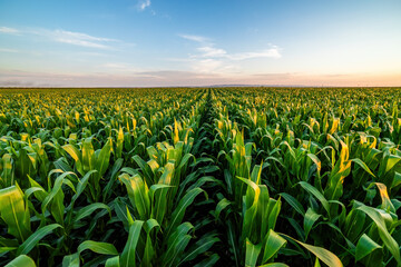 Agricultural landscape with vibrant green cornfield at sunset