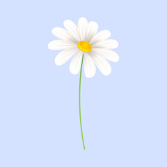 vector blooming spring flowers on white background