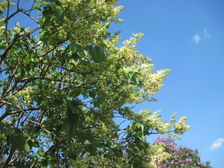 Fresh green tree in the springtime on a sunny day. Scenic natural beauty.