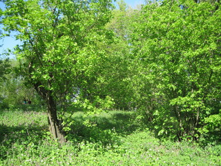 Fresh green tree in the springtime on a sunny day. Scenic natural beauty.