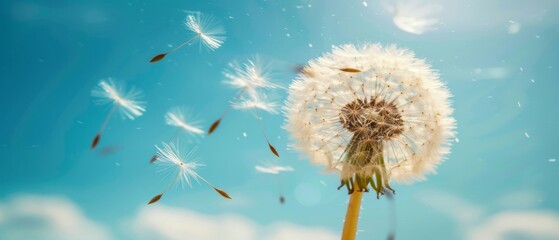 A dandelion blows its seeds across a clear blue sky with copy space.