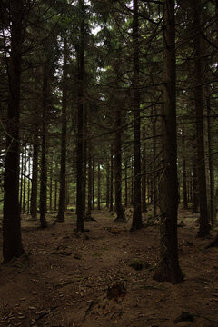 Forest © Jana