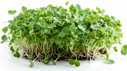 Obraz premium Close Up microgreens