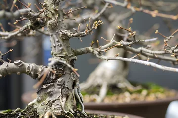 Keuken spatwand met foto closeup of a bonsai with freshly pruned branches © studioworkstock