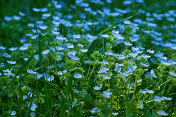 Blue flowers of Veronica chamaedrys (germander speedwell, bird's-eye speedwell or cat's eyes)...
