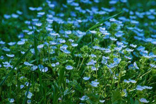 Blue flowers of Veronica chamaedrys (germander speedwell, bird's-eye speedwell or cat's eyes) close-up. Beautiful medicinal plant in natural environment