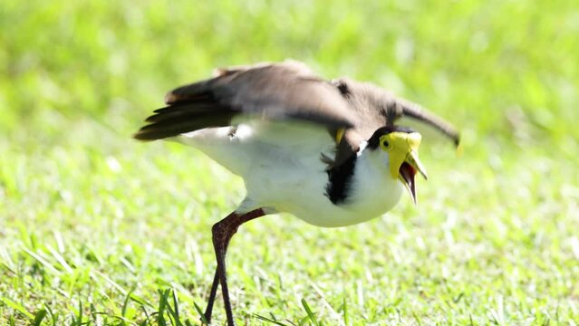 Masked Lapwing Takes Flight
