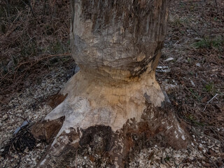 Close-up shot of a tree with beaver damage and signs on wood trunk from teeth. Tree almost cut by beaver next to water surrounded with wood chips