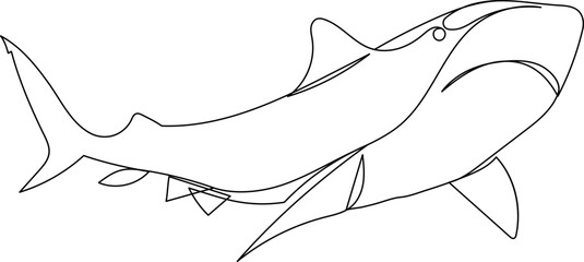 shark line drawing sketch, on white background vector