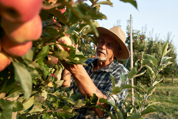 Senior man picking apples in the orchard