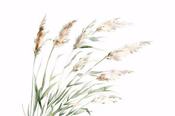 Fototapeta premium A cluster of delicate pampas grass against a white background