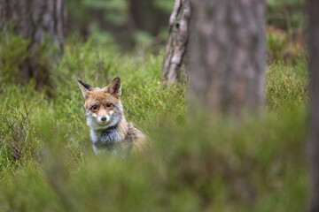 Fox in the forrest in Bohemian.Moravian Highland