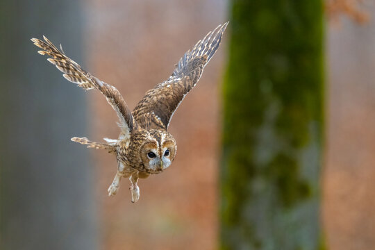 Flying Tawny Owl. Strix aluco, Bohemian Moravian Highland.