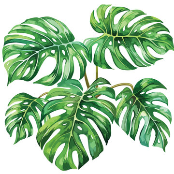 Watercolor Monstera Plant clipart isolated on white background