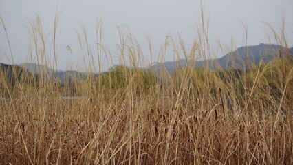 Obraz premium 갈대