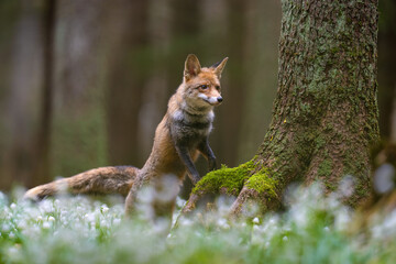 Fox in the Spring snowdrops field in Bohemian.Moravian Highland