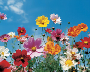 Vibrant summer flowers in full bloom against a clear blue sky