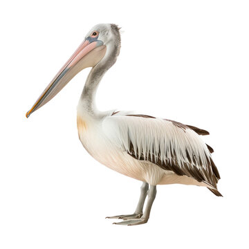 Pelican. Isolated on transparent background.