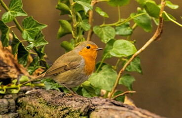 Robin bird sitting with open wing close to paddle