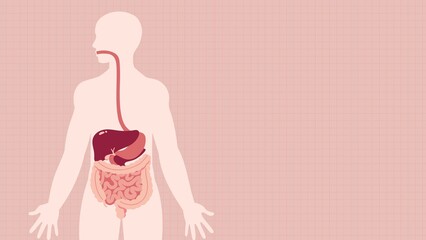 Human Digestive System - obrazy, fototapety, plakaty