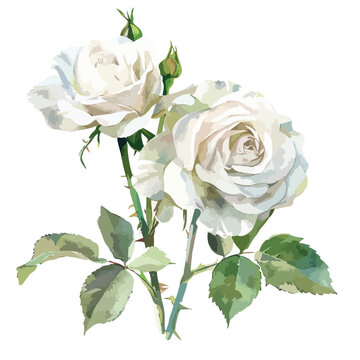 White Roses Clipart Watercolor clipart isolated on white