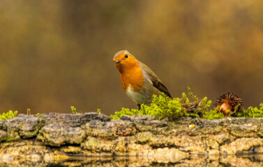 Robin bird sitting with open wing close to paddle