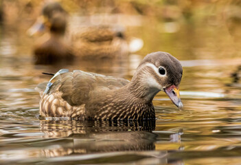 Female mandarin duck (Aix galericulata) in natural habitat