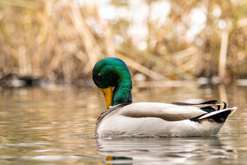 Mallard duck (Anas plathyrynchos) in natural habitat