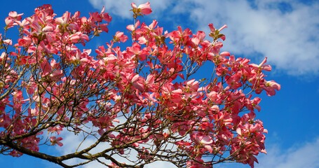 Dogwood tree with showy and bright pink biscuit-shaped flowers and green leaves on blue sky with clouds background close up.