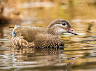 Female mandarin duck (Aix galericulata) in natural habitat
