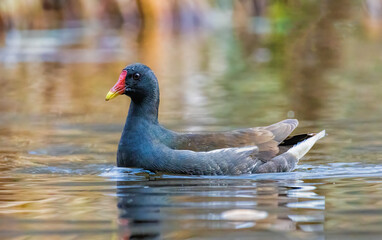 Water Hen (Common Moorhen) in natural habitat