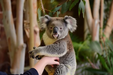 Fotobehang tourist holding a koala in an australian animal park © studioworkstock
