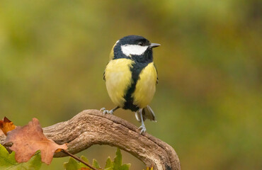 Fototapeta premium Great tit drink water and sitting on branch