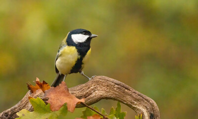 Great tit drink water and sitting on branch