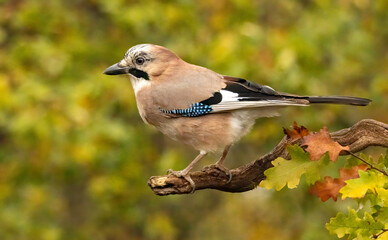 Forest bird Jay (Garrulus glandarius)