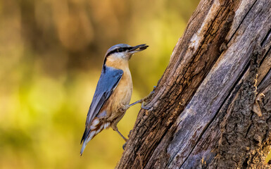 Eurasian Nuthatch (Sitta europaea) in forest