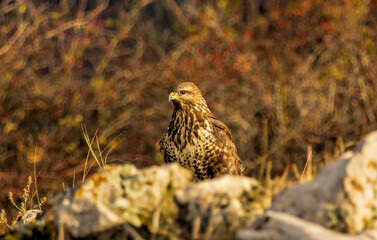 Common Buzzard in autumn mountain