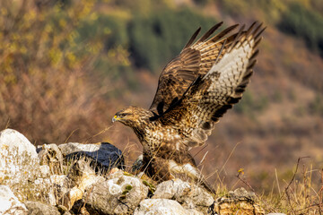 Common Buzzard in autumn mountain