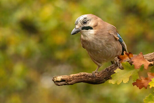 Forest bird Jay (Garrulus glandarius)