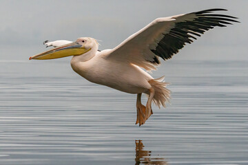 White Pelican in Kerkini Lake, Greece