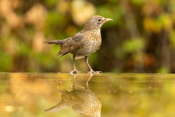 Common Blackbird in a natural habitat