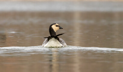 Barnacle Goose (Branta leucopsis) in natural habitat