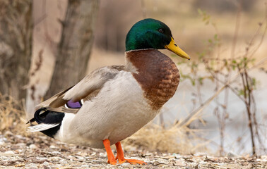 Mallard duck (Anas plathyrynchos) in natural habitat