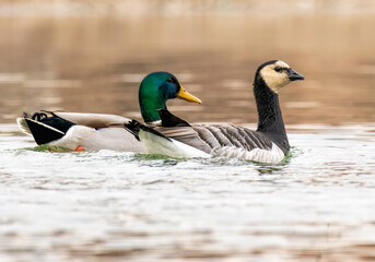 Barnacle Goose (Branta leucopsis) in natural habitat